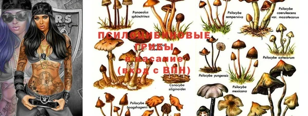 стаф Нефтекумск